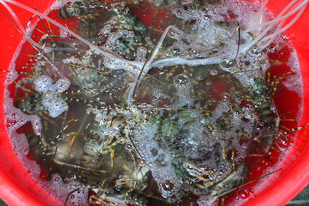 龙虾卖在新鲜的海鲜市场上