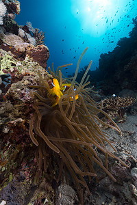 中面摄影照片_红海中的海葵和海葵鱼。