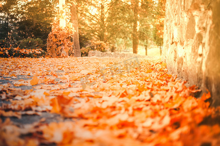 红色黄色枫叶摄影照片_“秋天的黄色枫叶躺在公园特写镜头的路上。在背景中，桦树和针叶树被早晨的阳光照亮。秋天的概念。”