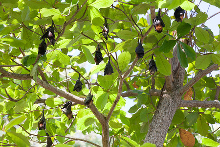 飞狐挂在树枝上，泰国