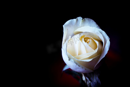 暗色的背景摄影照片_在黑暗的背景的黄色玫瑰花蕾