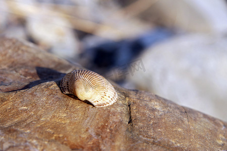 海边躺摄影照片_海贝壳躺在海边的石头上