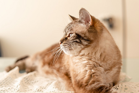 老年虎斑猫的自然光侧面肖像，家庭宠物记忆