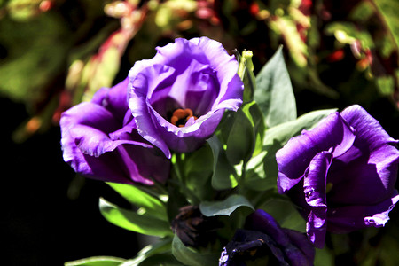 医美紫色摄影照片_花园中美丽的洋桔梗紫色花
