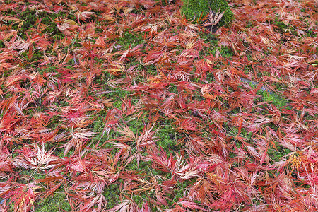 绿色叶子花边摄影照片_日本枫叶在生苔地上