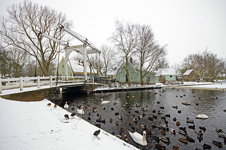 冬季荷兰乡村的鸟类和鹅
