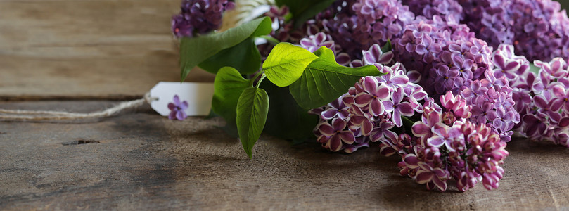 标签背景摄影照片_美丽的紫色春天的花朵与礼品标签。