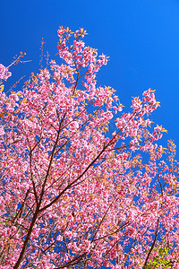 野生喜马拉雅樱桃花