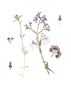 植物的组成摄影照片_白色背景上开着蓝色花朵的压干草的组成。