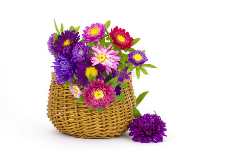 选拔摄影照片_一束五颜六色的紫苑花在白色背景上的篮子里