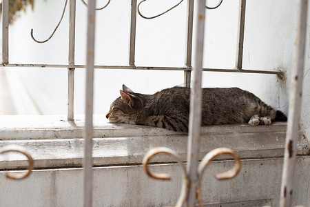 睡在水泥墙上的猫。