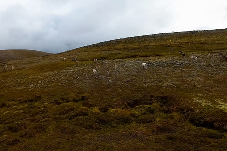 驯鹿穿过苔原的山丘。