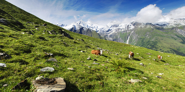 阿尔卑斯奶牛摄影照片_阿尔卑斯山和奶牛