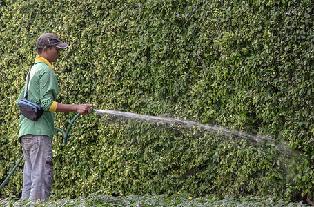 园丁正在用软管给树浇水。