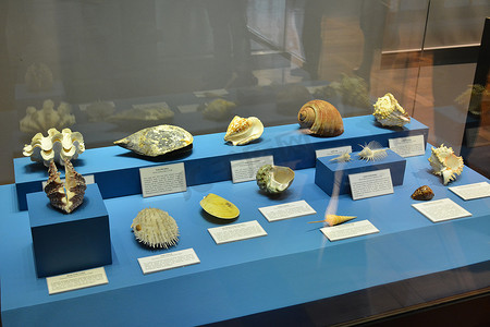 马尼拉国家自然历史博物馆贝壳展，Phil