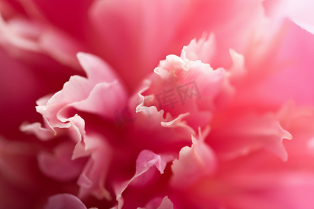 牡丹花抽象摄影照片_抽象粉红色牡丹花