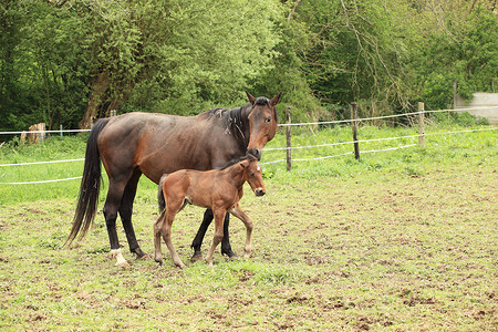 小马驹和他的母亲在春天的田野里