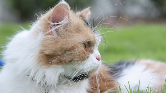 在享受的猫摄影照片_波斯猫躺在前院的草地上