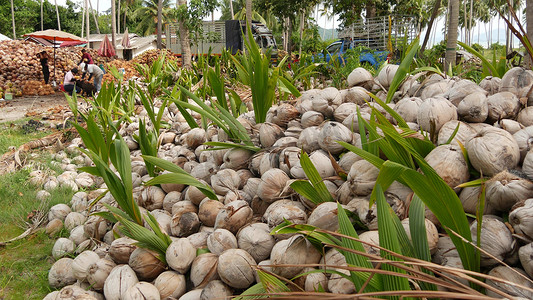 泰国苏梅岛 — 2019 年 7 月 1 日：亚洲泰国男子在椰子种植园分拣坚果，准备用于油和纸浆生产。