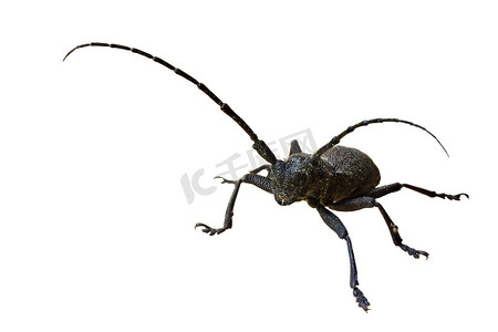 白色背景上的欧洲长角牛甲虫 Morimus。