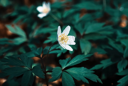 初摄影照片_银莲花。