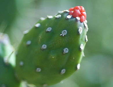 仙人掌植物上的红色花朵