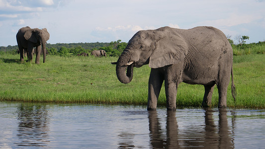 大象从湖里喝水