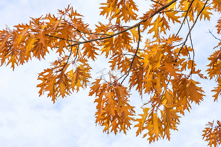 秋天颜色的树