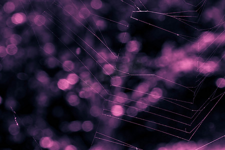 科普博士摄影照片_紫色蜘蛛网背景虚化