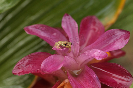 可爱的小松林树蛙 Dryphophytes femoralis 栖息在