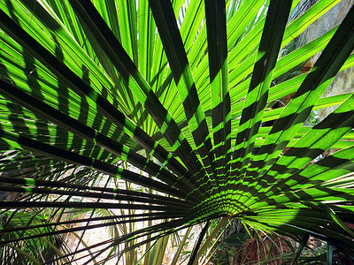 圆圈光影摄影照片_壁纸背景热带叶上光影的自然图案。