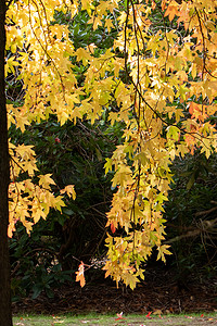 秋天树上的秋色，红、金、黄留下美丽的阳光
