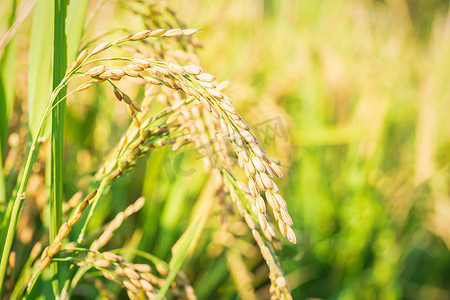 靠近稻穗中的水稻种子