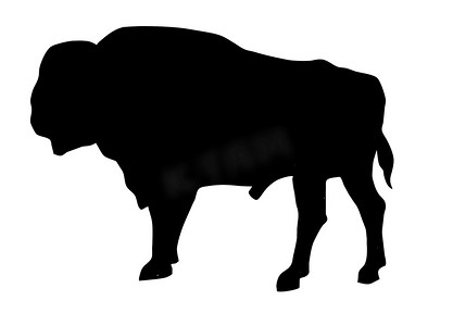 牛在白色背景上的矢量剪影