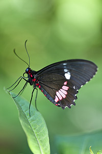 中美洲牛心蝶