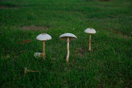 雨天过后，小草长出了蘑菇