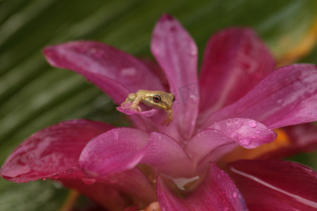 大眼睛青蛙摄影照片_可爱的小松林树蛙 Dryphophytes femoralis 栖息在