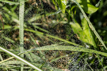 草地水滴摄影照片_秋天的蜘蛛网，草地上有露珠