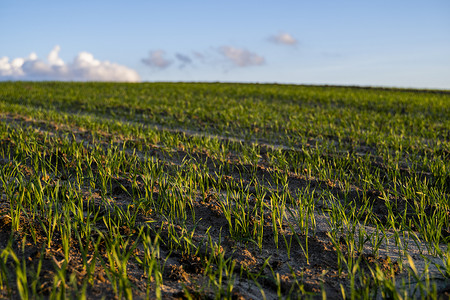 环境美化生长在领域的年轻麦子幼木。