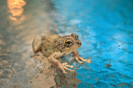 大眼睛青蛙摄影照片_松林树蛙 Hyla femoris