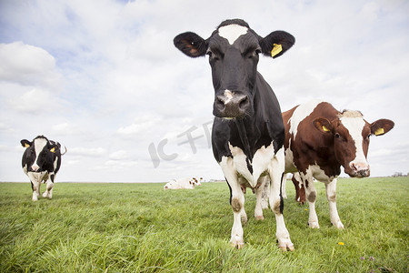 黑牛摄影照片_荷兰草地上的红牛和黑牛