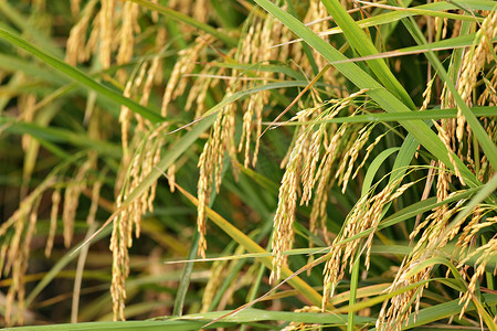 成熟水稻摄影照片_成熟的水稻