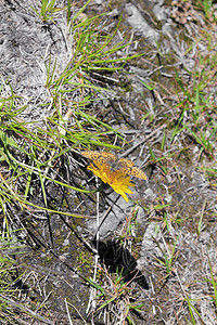 黄色蒲公英与蝴蝶大贝母，位于挪威布斯克鲁德的海姆瑟达尔。