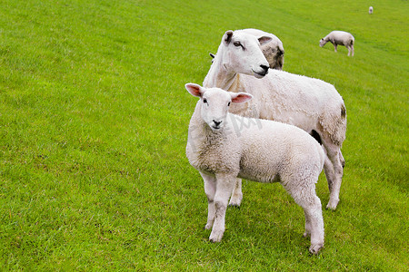 白羊座小人摄影照片_绿色草地和草坪上可爱的白羊。