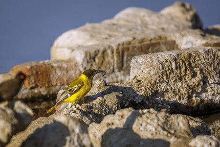 彩色鸟类摄影照片_南非 Kgalagadi 跨境公园的鸟类