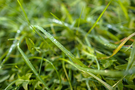 网站水滴摄影照片_水滴在新鲜的绿草背景上。