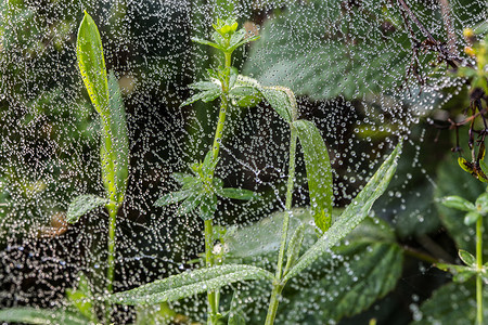 秋天的蜘蛛网，草地上有露珠