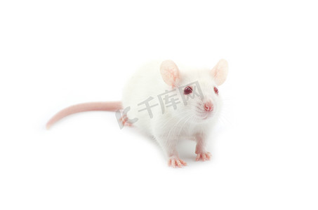 鼠年烫金老鼠剪纸摄影照片_白老鼠