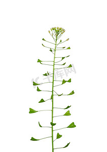 荠菜 (Capsella bursa-pastoris)