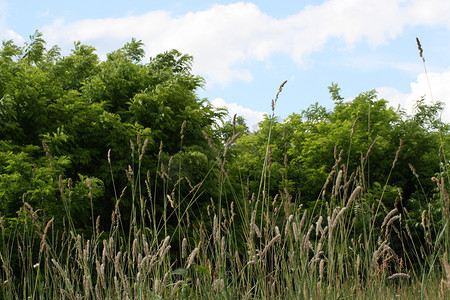 布达佩斯的树木和芦苇